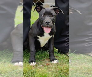 American Staffordshire Terrier-Boxer Mix Dogs for adoption in Talladega, AL, USA
