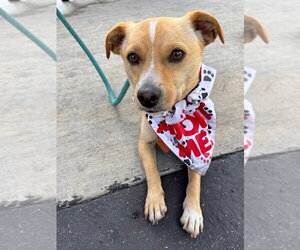 Ace Hardware (Ace) - Male Chihuahua-Unknown Mix Dog for Adoption - Photo #5