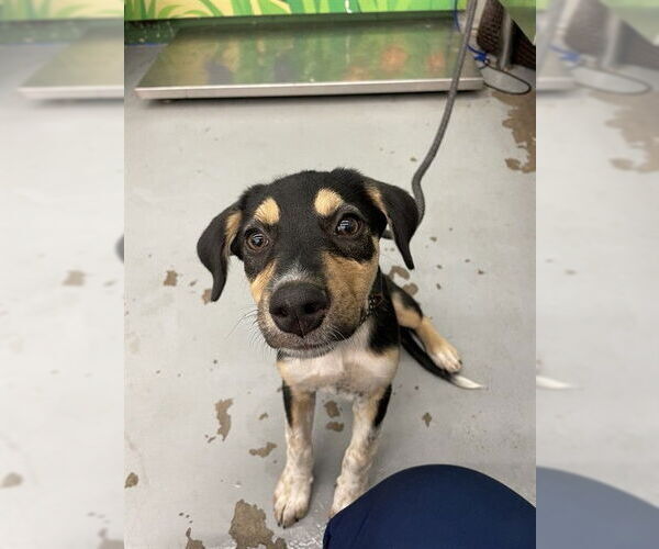 Medium Photo #1 Mutt Puppy For Sale in Waco, TX, USA
