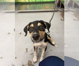 Mutt Dogs for adoption in Waco, TX, USA