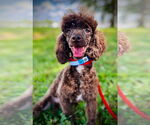 Small #1 Poodle (Toy)