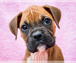 Puppy Benny Boxer