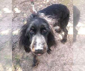 Gordon Setter Dogs for adoption in Mount Airy, NC, USA
