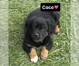 Australian Shepherd-Unknown Mix Dogs for adoption in Aurora, IN, USA