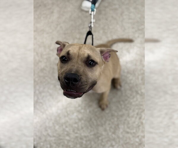 Medium Photo #8 American Pit Bull Terrier-American Staffordshire Terrier Mix Puppy For Sale in Brewster, NY, USA