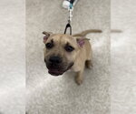 Small #7 American Pit Bull Terrier-American Staffordshire Terrier Mix