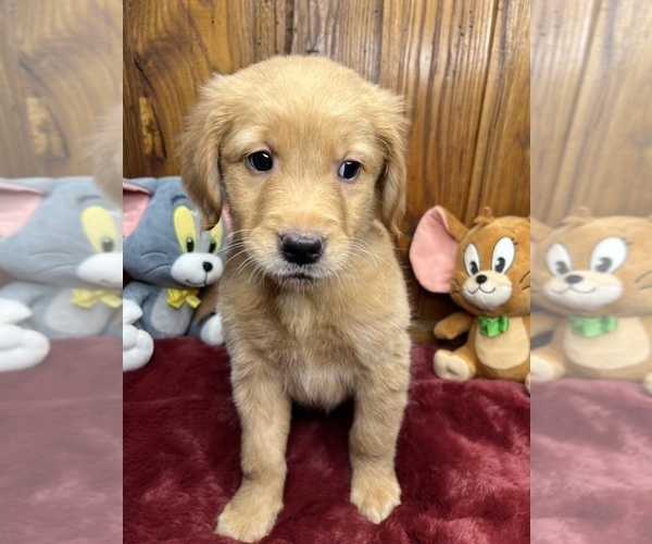 Medium Photo #8 Golden Retriever Puppy For Sale in NEOLA, WV, USA