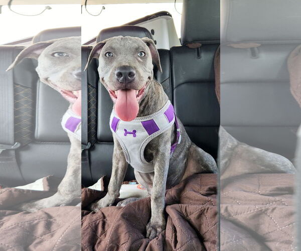 Medium Photo #9 American Pit Bull Terrier-German Shepherd Dog Mix Puppy For Sale in Tampa, FL, USA