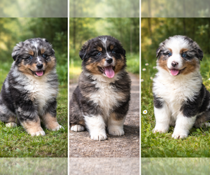 Australian Shepherd Litter for sale in CLARE, MI, USA