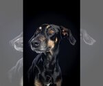 Small Photo #4 Doberman Pinscher-Labrador Retriever Mix Puppy For Sale in Tuscaloosa, AL, USA