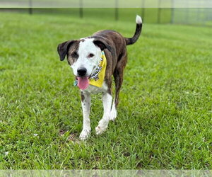 Bogle Dogs for adoption in Tampa, FL, USA