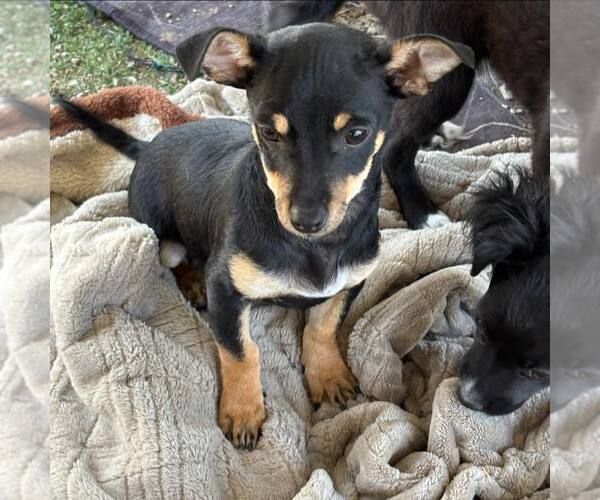 Medium Photo #2 Dachshund-Unknown Mix Puppy For Sale in Turlock, CA, USA