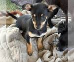 Small #1 Dachshund Mix