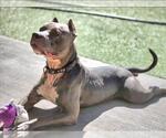Small #2 American Pit Bull Terrier