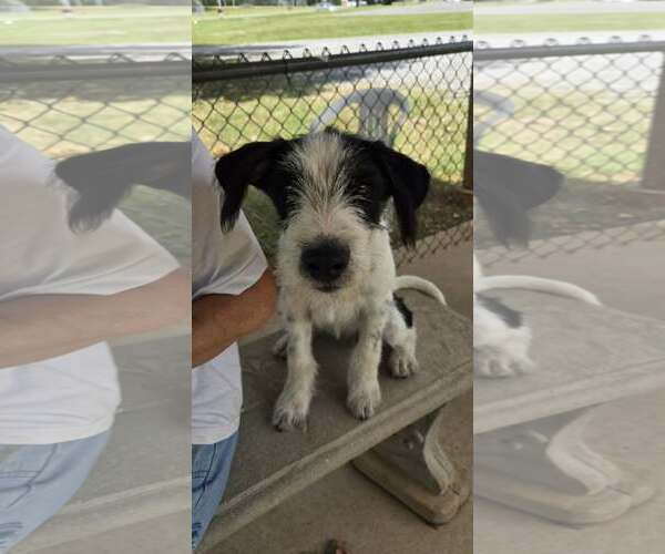 Medium Photo #2 Mutt Puppy For Sale in Rustburg, VA, USA