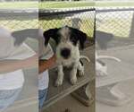 Small #1 Mutt