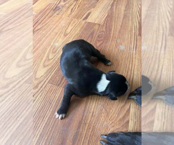 Medium Photo #2 Great Dane Puppy For Sale in MAYSVILLE, KY, USA