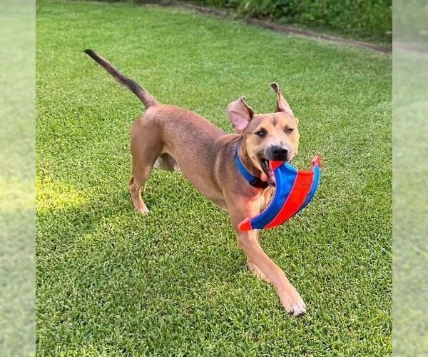 Medium Photo #8 Mutt Puppy For Sale in OKLAHOMA CITY, OK, USA