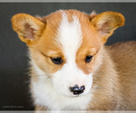 Small Photo #2 Pembroke Welsh Corgi Puppy For Sale in WAKARUSA, IN, USA