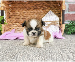 Small #10 Shih Tzu