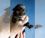 Small #1 Doberman Pinscher