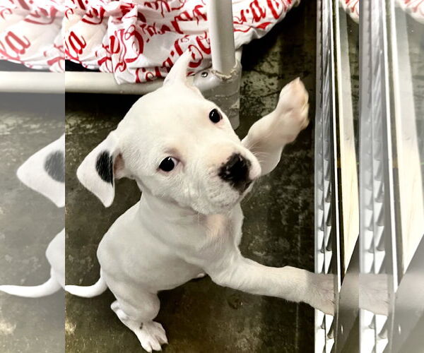 Medium Photo #1 Boxer-Unknown Mix Puppy For Sale in Estherville, IA, USA