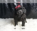 Small Photo #48 Poodle (Toy) Puppy For Sale in WARSAW, IN, USA