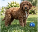 Small #7 Goldendoodle mix (+ Poodle Miniature)