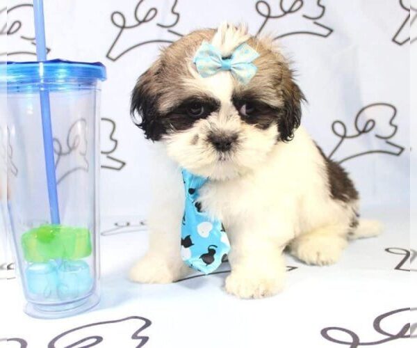 Medium Photo #19 Shih Tzu Puppy For Sale in LAS VEGAS, NV, USA