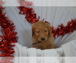 Puppy Archie Golden Retriever