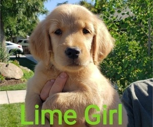 Golden Retriever Puppy for Sale in FRESNO, California USA