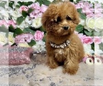 Small Photo #48 Poodle (Toy) Puppy For Sale in HAYWARD, CA, USA