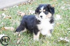 Small Photo #11 Miniature Australian Shepherd Puppy For Sale in OAKLEY, KS, USA