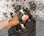 Small Photo #4 American Pit Bull Terrier Puppy For Sale in BONNEY LAKE, WA, USA