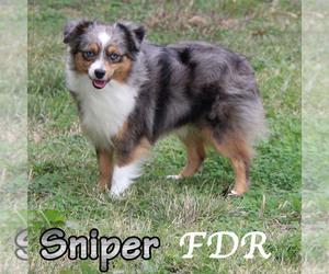 Father of the Miniature Australian Shepherd puppies born on 06/09/2025