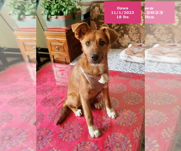 Medium Photo #3 Mutt Puppy For Sale in West Hollywood, CA, USA