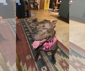 Alfalfa (Courtesy) - Female Mutt Dog for Adoption - Photo #2