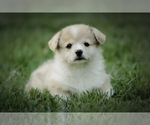 Small Photo #12 Pembroke Welsh Corgi Puppy For Sale in ELKTON, KY, USA