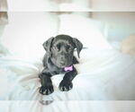 Small #6 Labrador Retriever-Retriever  Mix