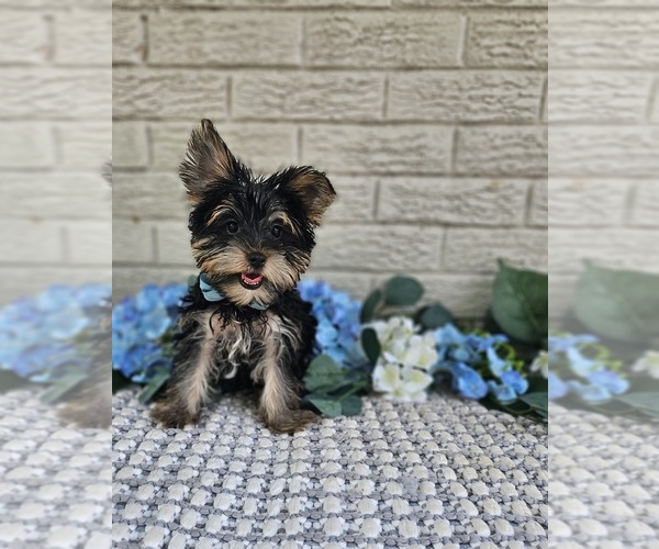 Medium Photo #1 Yorkshire Terrier Puppy For Sale in INDIANAPOLIS, IN, USA