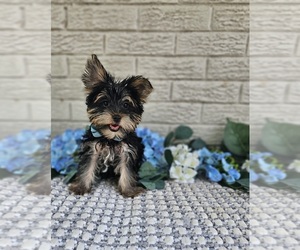 Yorkshire Terrier Puppy for sale in INDIANAPOLIS, IN, USA