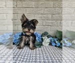 Small Yorkshire Terrier