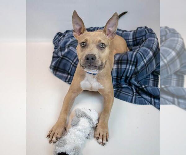 Medium Photo #3 Bulldog-Unknown Mix Puppy For Sale in Kennesaw, GA, USA