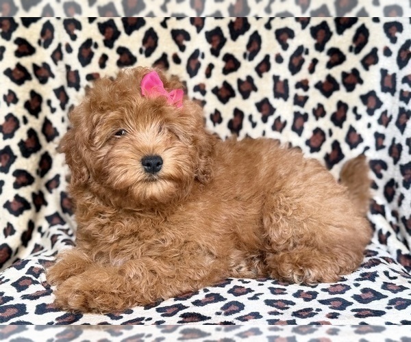 Medium Photo #6 Aussiedoodle Miniature  Puppy For Sale in LAKELAND, FL, USA