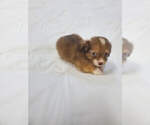 Wapoo Puppy for sale in ELM CITY, NC, USA