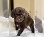 Puppy Atlas Labradoodle