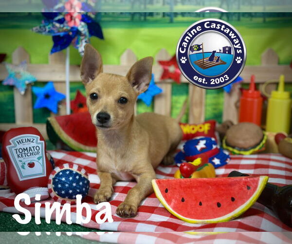 Medium Photo #6 Chihuahua Puppy For Sale in Arcadia, FL, USA