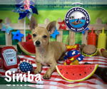 Small #5 Chihuahua
