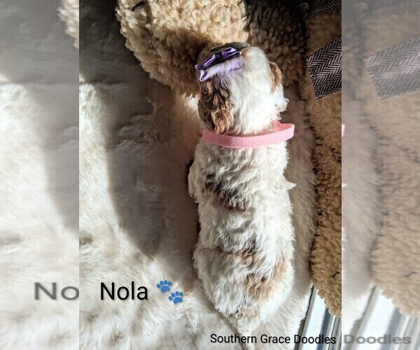 Medium Photo #146 Goldendoodle (Miniature) Puppy For Sale in GASTONIA, NC, USA