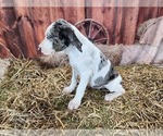 Small #9 Catahoula Leopard Dog